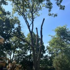 Tree-Removal-and-Sawmill-Services-project-in-Sudlersville-MD 8